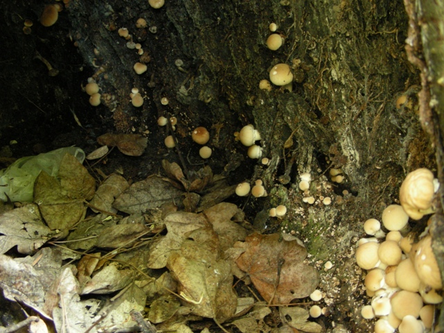 altro giro cittadino